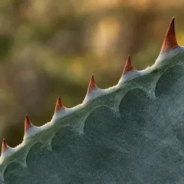 Agave (Agave valenciana) — bord de feuille charnu avec épines brunes