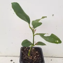 Citronnier 4 saisons (Citrus limon) — jeune plant vert en pot plastique noir · Godet
