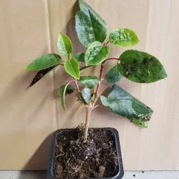 Baie de maqui (Aristotelia chilensis) — jeune plant feuillu en petit pot plastique · Godet