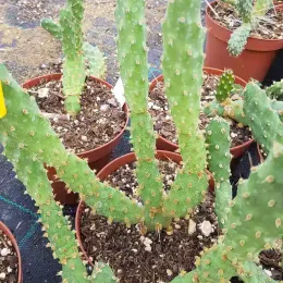 Oponce fragile (Opuntia fragilis) — jeune cactus segmenté en pot de pépinière · Pot 2.5L