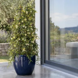 Jasmin étoilé jaune 'Theta' (Trachelospermum asiaticum) — plante grimpante fleurie en pot bleu, terrasse · Photo d'illustration