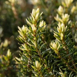 Bruyère d'hiver blanche 'Silbershmelze' (Erica × darleyensis) — jeunes épis floraux crème sur feuillage vert dense · Photo d'illustration