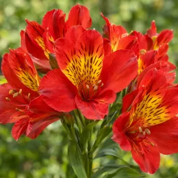 Alstrœmères (Alstroemeria) — grappes de fleurs rouges à cœur jaune tacheté · Photo d'illustration