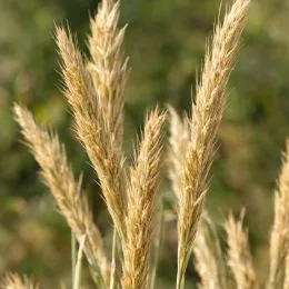 Ammophylla (Ammophylla arenaria) — gros plan sur épis dressés de graminée · Photo d'illustration