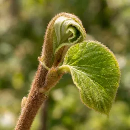Kiwi 'Tomuri' (Actinidia deliciosa) — jeune pousse velue avec feuille enroulée · Photo d'illustration