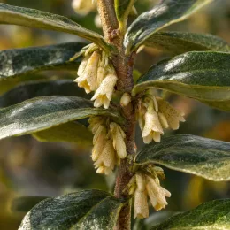 Goumi du japon à baies rouges 'Atlantic' (Eleagnus ebbingei) — grappe de petites fleurs crème sur rameau · Photo d'illustration