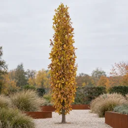 Chêne colonnaire 'Wind candle' (Quercus × warei) — arbre étroit au feuillage automnal dans allée gravillonnée · Photo d'illustration