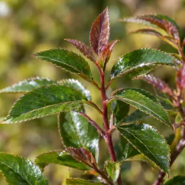Hoheria 'Stardust' (Hoheria sextylosa) — jeunes tiges rouges avec feuillage brillant denté · Photo d'illustration