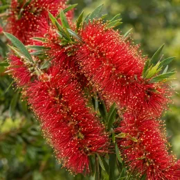 Rince-bouteilles 'Leavy' (Callistemon) — gros plan sur longs épis floraux rouges