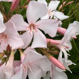 Laurier rose 'Alsace' (Nerium oleander) — grappes de grandes fleurs rose pâle ouvertes
