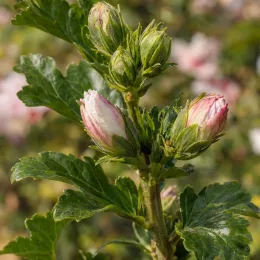 Althéa 'Starburst chiffon' (Hibiscus syriacus) — boutons floraux striés rosés sur tige feuillue