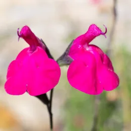 Sauge 'Amethyst lips' (Salvia) — deux fleurs bicolores en gros plan