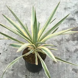 Yucca 'Variegata' (Yucca gloriosa) — feuillage dressé vert marginé de crème en pot · Pot 2.5L