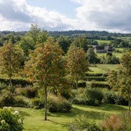 Sorbier des oiseleurs 'Edulis' (Sorbus aucuparia) — alignement d’arbres fruités dans un grand jardin