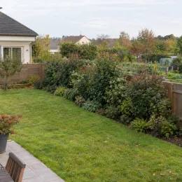 Osmanthe armée 'Selection' (Osmanthus armatus) — haie arbustive le long d’une pelouse de jardin · Photo d'illustration