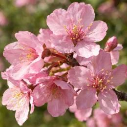 Cerisier à fleurs de sargent (Prunus sargentii) — grappes de fleurs roses en gros plan · Photo d'illustration