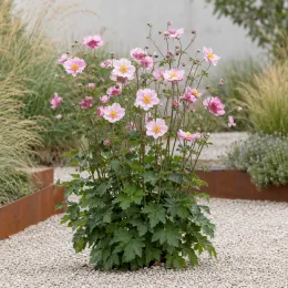 Anémone du japon 'Reine charlotte' (Anemone japonica) — touffe dressée aux fleurs roses bicolores · Photo d'illustration