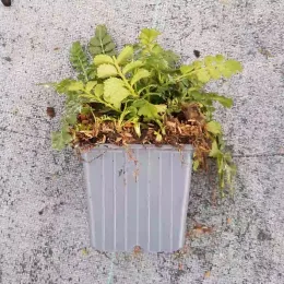 Mûre rampant de taïwan (Rubus taiwanicola) — jeune plant varié en pot plastique gris · Godet
