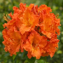 Azalée de chine 'Gibraltar orange' (Azalea mollis) — gros plan de fleurs orange aux pétales frisottés · Photo d'illustration