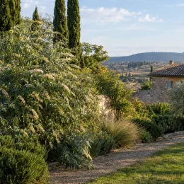 Arbre aux papillons d'hiver (Buddleia auriculata) — grand arbuste fleuri en massif dans jardin méditerranéen · Photo d'illustration