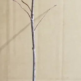 Amélanchier nain (Amelanchier spicata) — jeune tige nue dressée sur fond beige · Godet