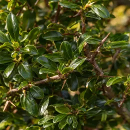 Buisson-ardent (Pyracantha) — gros plan de feuilles vernissées avec épines · Photo d'illustration