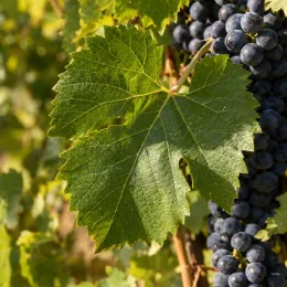 Cépage noir 'Cabernet sauvignon' (Vitis vinifera) — grappe de raisins noirs derrière grande feuille · Photo d'illustration