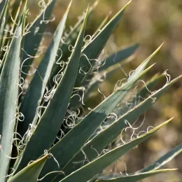 Yucca banane 'Ssp baccata' (Yucca baccata) — longues feuilles rigides avec filaments recourbés · Photo d'illustration