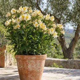 Lys des incas 'Summer sky' (Alstroemeria) — plante fleurie en pot sur terrasse ensoleillée