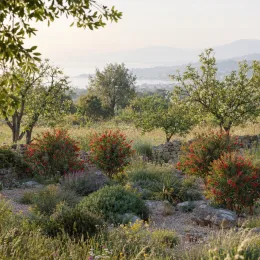 Rince-bouteilles 'Leavy' (Callistemon) — massif d’arbustes fleuris dans jardin méditerranéen