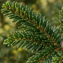 Sapin de bornmuller (Abies bornmulleriana) — gros plan sur rameaux aux aiguilles vertes · Photo d'illustration