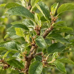 Pommier 'M7' (Malus domestica) — rameau avec jeunes feuilles dentées bien visibles · Photo d'illustration