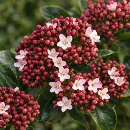 Viorne tin 'Eve price' (Viburnum tinus) — grappe de boutons rouges et petites fleurs blanches