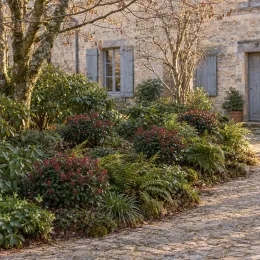Skimmia du japon 'Rubella' (Skimmia japonica) — massif arbustif et fougères devant maison en pierre · Photo d'illustration