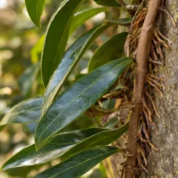 Pileostegia (Pileostegia viburnoides) — tiges grimpantes avec racines aériennes et feuilles luisantes · Photo d'illustration
