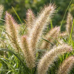 Herbe aux écouvillons 'Compressum' (Pennisetum alopecuroides) — épis plumeux dressés au-dessus de feuilles fines · Photo d'illustration