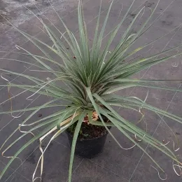 Puya jaune (Puya yakespala) — jeune plante graphique en pot de pépinière · Pot 8L