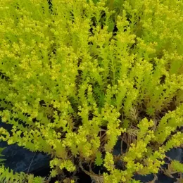 Orpin des rochers 'Yellow bouquet' (Sedum reflexum) — tapis dense de tiges jaunes vertes serrées