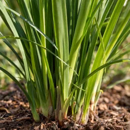 Iris nain 'Tropical night' (Iris sibirica) — touffe de feuilles lancéolées vertes sur paillis · Photo d'illustration