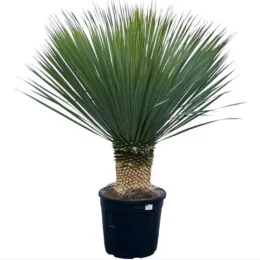 Yucca Rostrata — plante graphique au tronc épais en pot noir · Pot 20L