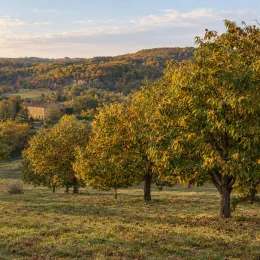 Châtaignier 'Marron de goujounac' (Castanea sativa) — rangée d’arbres au feuillage doré dans paysage vallonné · Photo d'illustration