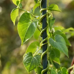 Ipomoea 'Edith piaf' (Ipomoea indica) — tige volubile s'enroulant autour d'un tuteur · Photo d'illustration