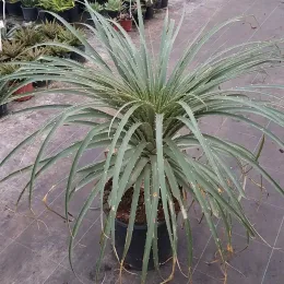 Broméliacée du chili (Puya chilensis) — grand plant exotique en rosette dans un pot · Pot 25L