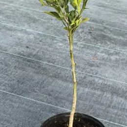 Citrumelo sacaton 'Sacaton' (Citrus paradisi × Poncirus trifoliata) — jeune arbuste greffé en pot de pépinière · Pot 2.5L