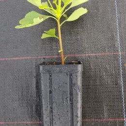 Arbre aux quarante écus (Ginkgo biloba) — jeune plant feuillu dans pot noir allongé · Godet