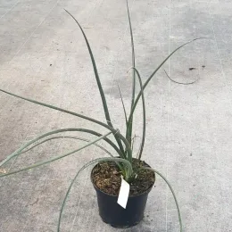 Yucca rouge 'Rubra' (Hesperaloe parviflora) — jeune plant aux longues feuilles arquées en pot · Pot 2.5L