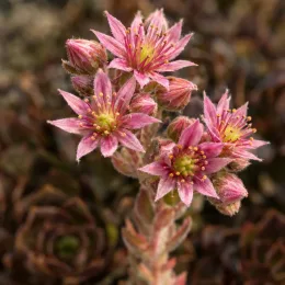 Joubarbe à rosette couleur chocolat 'Chocolate kiss' (Sempervivum) — tiges florales avec petites fleurs étoilées roses · Photo d'illustration
