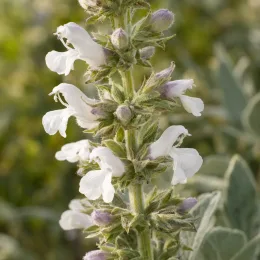 Sauge officinale (Salvia apiana) — épi de fleurs tubulaires blanches en gros plan · Photo d'illustration