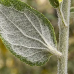 Sauge cassis (Salvia discolor) — gros plan sur feuille velue et tige duveteuse · Photo d'illustration