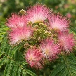 Arbre à soie à fleurs rose 'Controis-en-sologne' (Albizia) — fleurs plumeuses roses sur feuillage vert délicat · Photo d'illustration